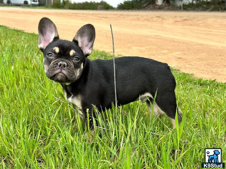 French Bulldog puppy for sale